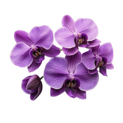 Purple orchid flower photography floral arrangement on black background on transparent background