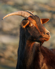 Portrait of a goat with impressive horns showing its majestic presence in the mountains of euskadi