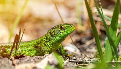 Fototapeta premium Green lizard. Animal and zoo concept. Exotic creature.
