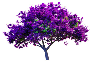 Purple Foliage Tree, Single Trunk, Full Canopy, isolated, cut out transparent