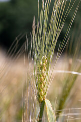 rye in the field in the summer, grain rye during ripening in the agricultural field in sunny weather