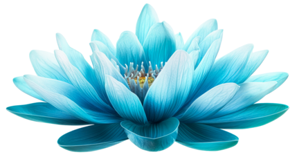 Vibrant turquoise lotus, isolated blossom, aquatic flower, cut out transparent