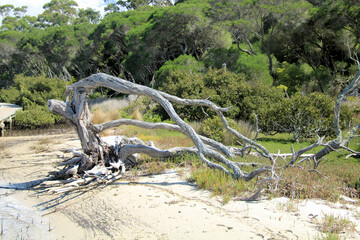 Fototapeta premium Dead and weathered tree on Merimbula Lake shore next to coastal forest and mangroves. On the New South Wales far south coast Australia