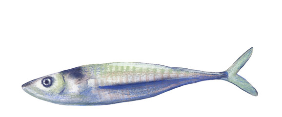 Mackerel blue fish. Hand-drawn colorful food illustration. Png file clipart with transparent background great for cooking book, recipe card, restaurant menu, farming and etc.