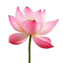 Fototapeta premium Beautiful pink lotus flower blooming in tranquility. PNG image, transparent background
