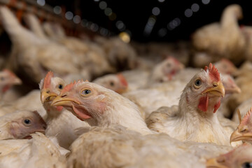 a large number of large fat chickens in a poultry farm