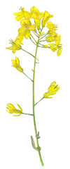 Rape branch Yellow and Hand-drawn colorful food illustration. Png file clipart with transparent background great for cooking book, recipe card, restaurant menu, farming and etc.
