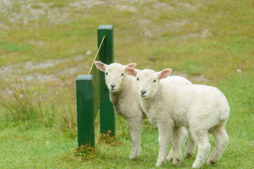 Baby lamb looking at camera on the green hills. Park sign on the grass. Golden Bay, South Island.