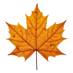 Obraz premium Golden maple leaf against white backdrop