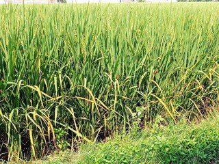 Vibrant Green Paddy Field - Agriculture and Rural Landscape.
