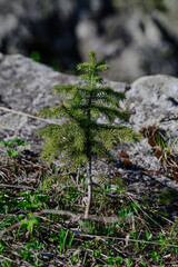 moss on the rock