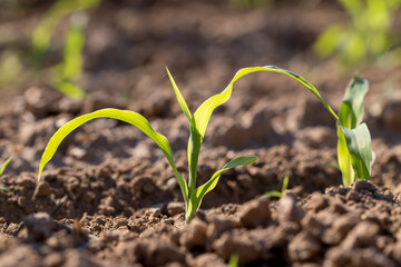 monocultural field with fresh corn sprouts in fertile soil with fertilizers, rows of green young...