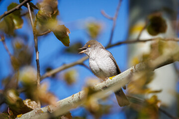 A male barred warbler (Curruca nisoria) sits on a branch with young leaves, facing the camera on a sunny spring evening.