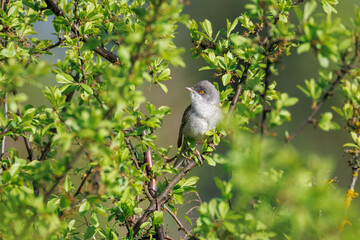 A male Barred warbler (Curruca nisoria) sits on a branch of a green bush on a sunny spring evening and looks toward the camera lens.	
