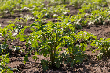 potato harvest bush in the field in the spring season, new green potato foliage in the field in the spring season, new green potato foliage