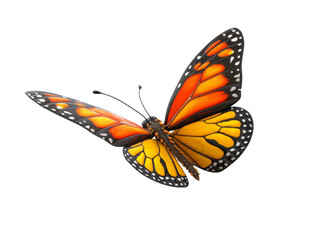 Fototapeta premium Majestic Monarch Butterfly in Flight Against a Pure White Background Captured in a Stunning Moment of Nature's Beauty