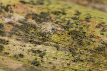 moldy l corn cob , spoiled corn cob due to improper long-term storage of food, close up