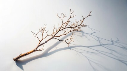 A Single Dried Branch Casts an Intricate Shadow on a Smooth Surface, a Study in Light and Shadow