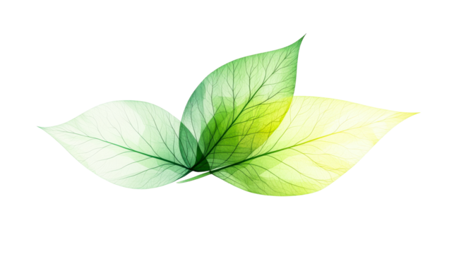 Watercolor leaves, translucent foliage, nature inspired artwork, cut out transparent