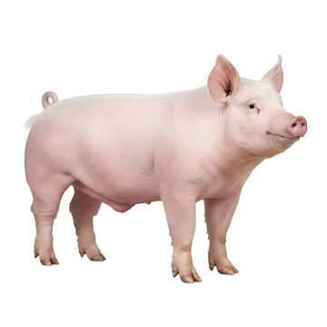pink pig on white background