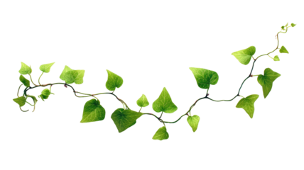 Delicate Ivy Vines Curl and Intertwine Their Bright Green Leaves on Transparent Background

