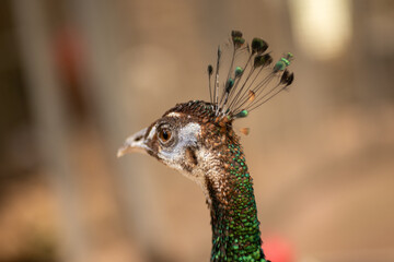 portrait of a peacock