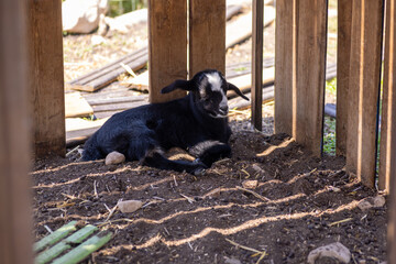 black and white puppy