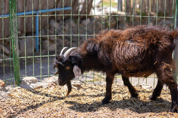 buffalo in the zoo
