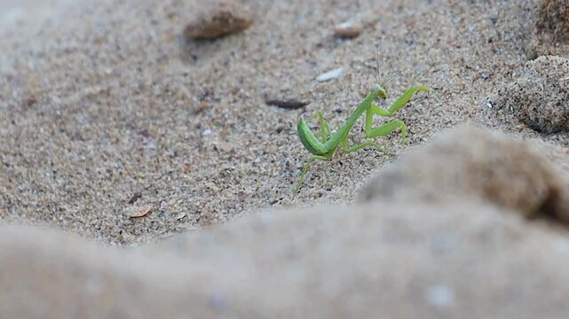 green praying mantis slow motion runs on sand