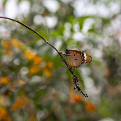 butterfly on leaf