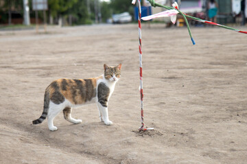 Young cat walking on sandy dunes in summer
