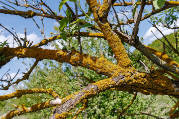 Tree branches covered in yellow lichen close-up