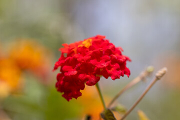 red and yellow flowers