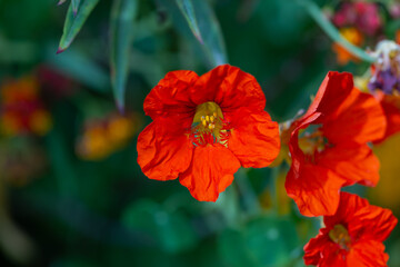 red hibiscus flower