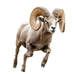 Obraz premium Isolated ram running on a white background