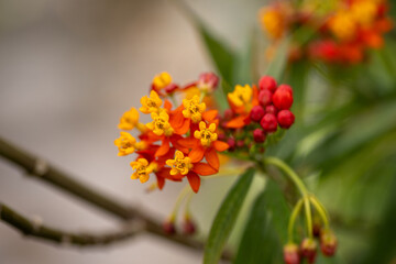 orange flower in spring