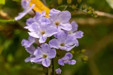 purple lilac flowers