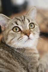 close up of a cat