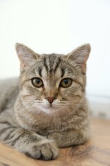 cat on a white background
