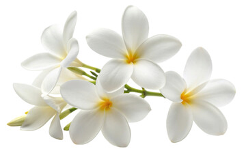 Fototapeta premium frangipani flower isolated on white