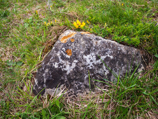 Weathered limestone rock with crustose and foliose lichens in natural grassland habitat. Detail from Slovak steppe environment with visible Genista tinctoria in background.