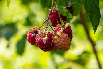 Ripe red raspberries on the branches of a bush. A raspberry patch in the garden