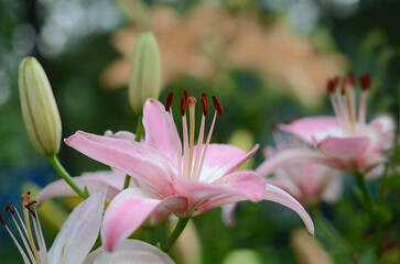 Obraz premium Bright pink lily blooms with prominent buds and lush green foliage, flowering nature