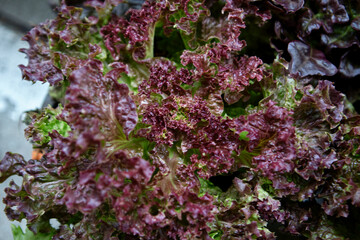 Fresh organic red Oak lettuce growing on a natural farm