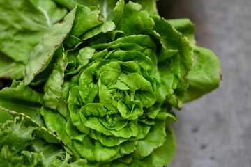 Fresh organic lettuce growing on a natural farm