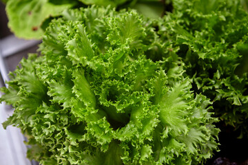 Obraz premium Fresh organic lettuce growing on a natural farm