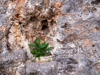 Young thistle-like plant growing from a crevice in natural limestone rock. Close-up photo of green leaves against a textured stone background.