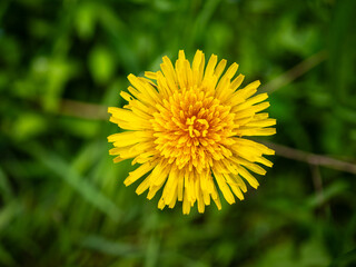 Top view of a single yellow dandelion flower (Taraxacum officinale) in full bloom with a blurred green grass background.