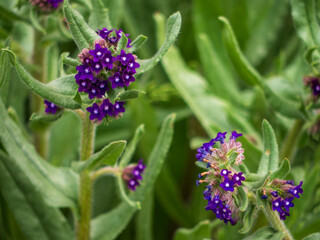 Macro photo of purple alkanet flowers (Pentaglottis sempervirens) with green leaves, growing in nature. Focused foreground with soft blurred background.