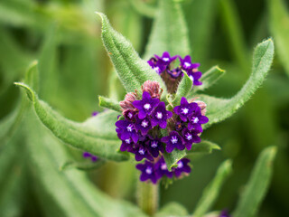 Close-up of a purple alkanet flower (Pentaglottis sempervirens) blooming outdoors. The star-shaped petals and green hairy leaves are clearly visible.